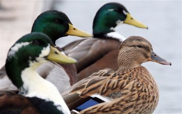 PIC: This Irish Feed The Ducks Sign Is Our Favourite Instruction Guide EVER