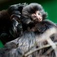 ‘We’re Delighted’ – Dublin Zoo Has Welcomed A New Baby Monkey