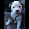 VIDEO: Buck The Puppy Tries To Attack His Hiccups (And It’s Too Cute)