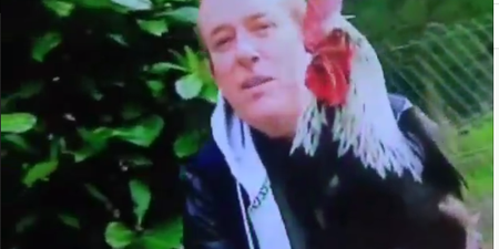TV3’s Alan Hughes Was Attacked By A Cock On Live Television This Morning… And It’s As Funny As It Sounds