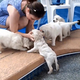 VIDEO: Watch Eight Golden Retriever Puppies Take Their First Swim
