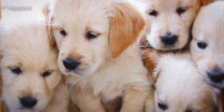 University Creating ‘Puppy Room’ to Help Students De-Stress