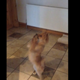 WATCH: This Dog Dancing To Gangnam Style Is All Kinds Of Awesome