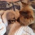 WATCH: Cork Girl Rescues Abandoned Kitten… See How Her Dog Reacted To The Newest Recruit