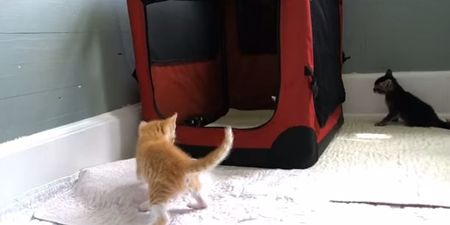 VIDEO: Rickles The Kitten Is Both Adorable And Crazy