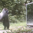VIDEO: Jungle Animals See Their Reflections for the First Time