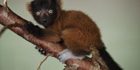 Dublin Zoo Welcomes Three Red Ruffed Lemur Babies