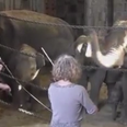 WATCH: These Elephants Really Enjoyed Swaying To Some Classical Music This Weekend