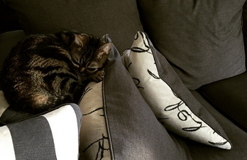This Cat Has 40,000 Instagram Followers And Looks Scarily Like An Alien