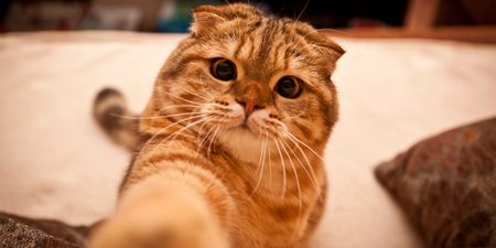 People of the Internet, Rejoice! Watching Cat Videos is Good for You
