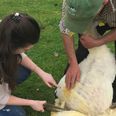 Challenge Her|Liz Learns How To Shear A Sheep