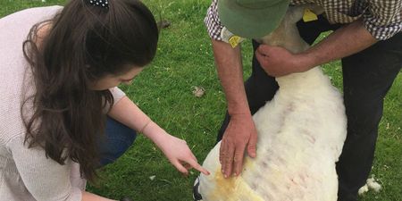 Challenge Her|Liz Learns How To Shear A Sheep