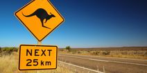 Teens charged after killing 14 kangaroos in Australia