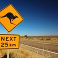 Teens charged after killing 14 kangaroos in Australia