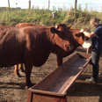 Westmeath Family Offer €10,000 Reward After Thieves Steal 100 Livestock From Farm