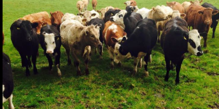 People Rally Around Westmeath Family Who Had Livestock Stolen From Farm