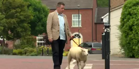 WATCH: This Irish Reporter Got More Than He Bargained For Working With A Lamb On Live TV