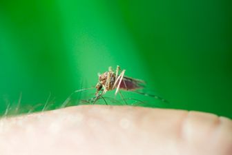 This Is Why You’re Always Being Bitten By Mosquitos