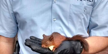 Squirrel Arrested After Woman Complained it was “Stalking” Her