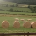 WATCH: Three Lambs Playing On Bales of Hay Is The Only Thing You Need To See Today
