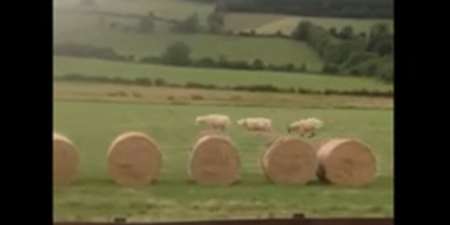WATCH: Three Lambs Playing On Bales of Hay Is The Only Thing You Need To See Today