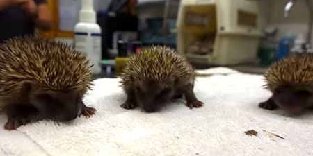 VIDEO: Baby Hedgehogs Prove That Sneezing Can Be Cute
