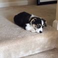 VIDEO: Nine-Week-Old Puppy Tackles The Stairs And It’s TOO CUTE