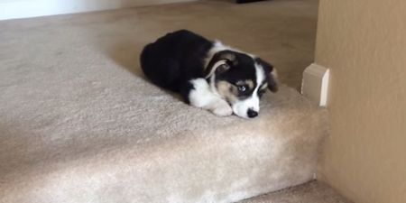 VIDEO: Nine-Week-Old Puppy Tackles The Stairs And It’s TOO CUTE