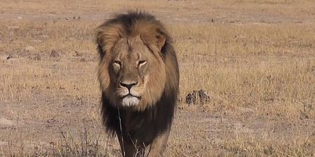US Dentist Releases Statement After Paying $50,000 to Hunt and Kill Cecil the Lion