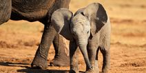 8 surprising facts that prove elephants are the greatest animals on earth