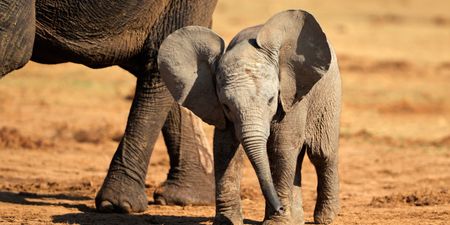 8 surprising facts that prove elephants are the greatest animals on earth