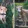 GALLERY: People Have Shared The First And Last Photos Of Their Pets – And It’s Emotional
