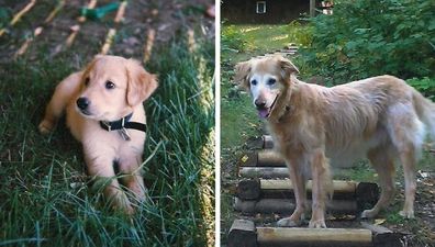 GALLERY: People Have Shared The First And Last Photos Of Their Pets – And It’s Emotional