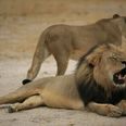 Brother Of Murdered Lion Cecil Shot Dead By Hunters In Zimbabwe