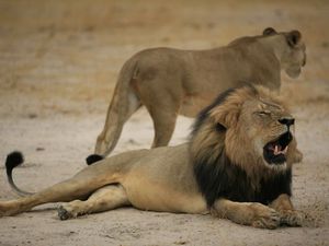 Brother Of Murdered Lion Cecil Shot Dead By Hunters In Zimbabwe
