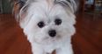 VIDEO: Norbert Might Just Be The Cutest Dog We’ve Ever Seen