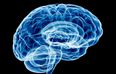 Scientists Believe Answering This One Question Will Determine How Healthy Your Brain Is