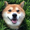PIC: This Dog Got Stuck In A Hedge But He’s The Happiest Puppy In Town