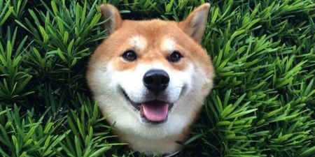 PIC: This Dog Got Stuck In A Hedge But He’s The Happiest Puppy In Town