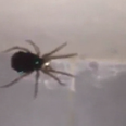 WATCH: This Video Of An Explosion Of Spiders Will Make Your Skin Crawl