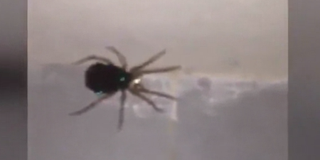 WATCH: This Video Of An Explosion Of Spiders Will Make Your Skin Crawl
