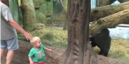 VIDEO: Two-Year-Old Boy Plays Peek-A-Boo With Baby Gorilla