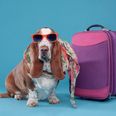It May Have Just Gotten Easier To Take Your Dog On Holiday