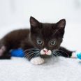 This Disabled Kitten Will Break Your Heart