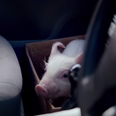 WATCH: Meet The Pig That’s Captured The Hearts of The Nation