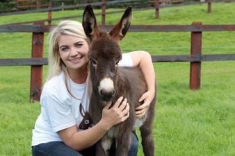 Which Irish County Do You Think Is Home To The Biggest Number Of Animal Lovers?