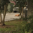 Rescue Dog Found Lying In The Spot His Owner Was Killed