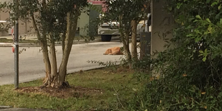 Rescue Dog Found Lying In The Spot His Owner Was Killed