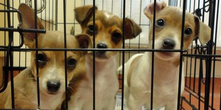 Puppies are being smuggled into Britain from illegal farms in Ireland