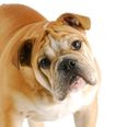 Here Are the Top 10 Most Popular Pet Dog Breeds